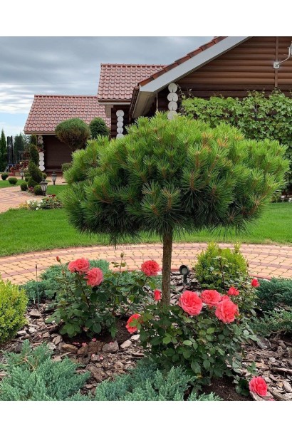  Сосна гірська Гном на штамбі в ландшафті